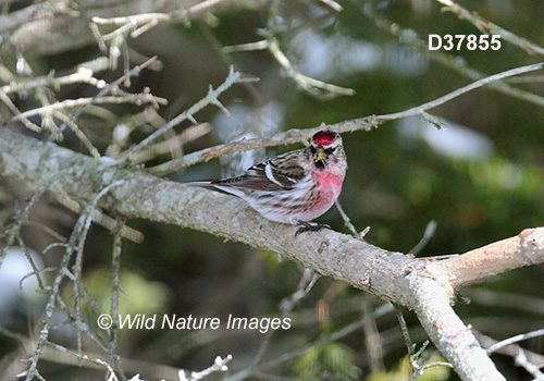Common Redpoll (Acanthis flammea)